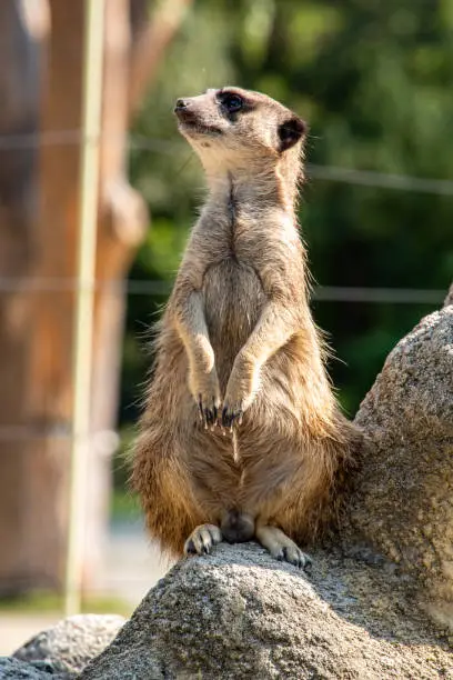 Photo of A meerkat guarding his family from a rock