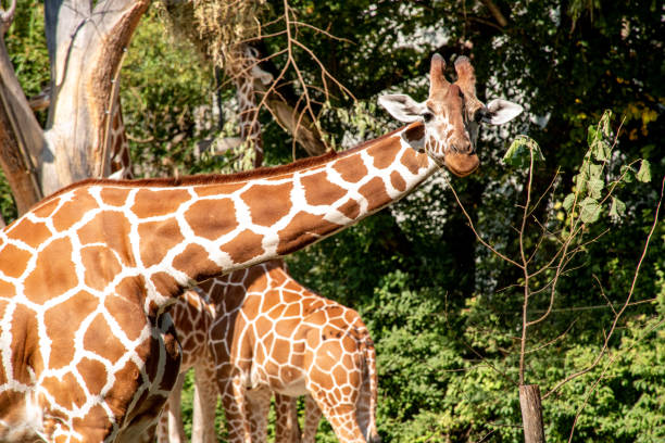 Back of a Giraffe (Giraffa camelopardalis)
