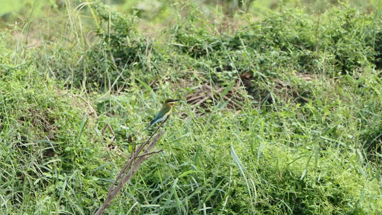 Blue-tailed bee-eater bird perching on branch in wetland.