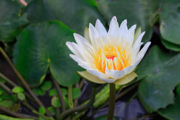 White lotus flower White lotus flower on water surface of pond on blurred background. Nymphaea lotus is a tiger lotus or Egyptian water-lily. The fragrant lotus has white petals and yellow stamens. white lotus stock pictures, royalty-free photos & images