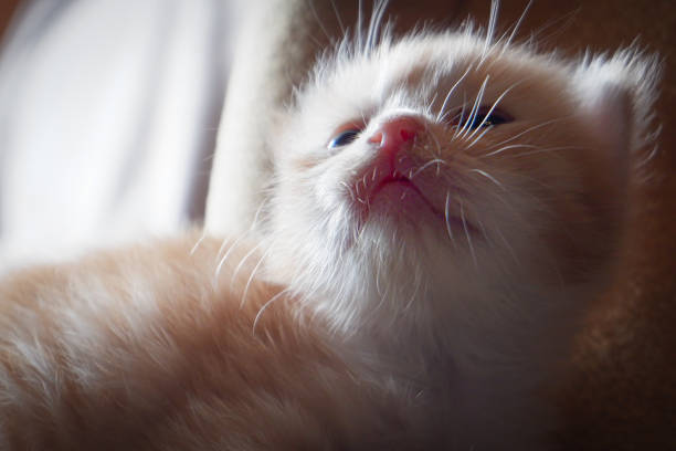 close up a cute and adorable baby kitten