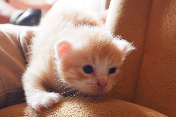 A cute baby cat is playing
