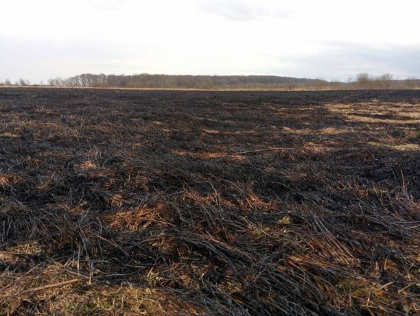 istock A burnt field after a fire. Traces left by fire on the grass. A black field scorched by fire. The theme of setting fire to the grass in the spring. 2055588485