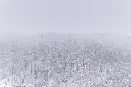 Pine forest, South Korea