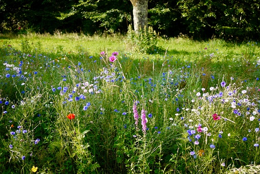 Jachère fleurie dans un champ en France