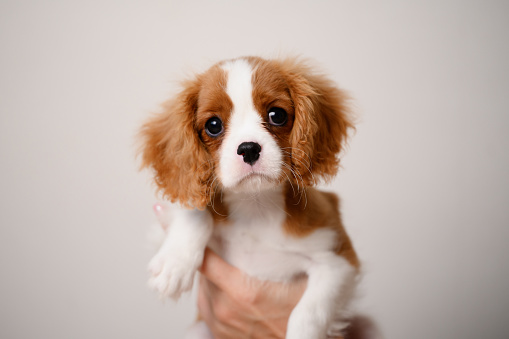 Cute Cavalier King Charles Spaniel puppy in the hands of a dog breeder, showing the puppy to its new owner, close-up. A wonderful companion for the elderly and a best friend for children. Postcard
