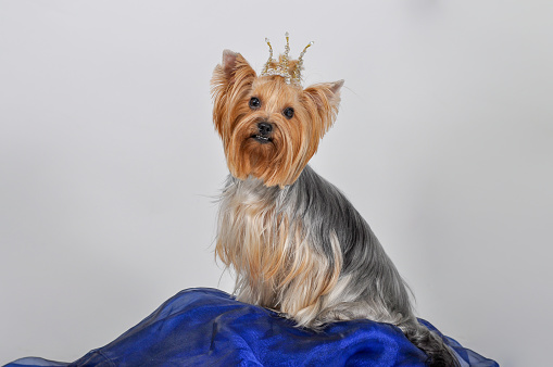 Yorkshire Terrier Dog with long groomed Hair Sits on black background