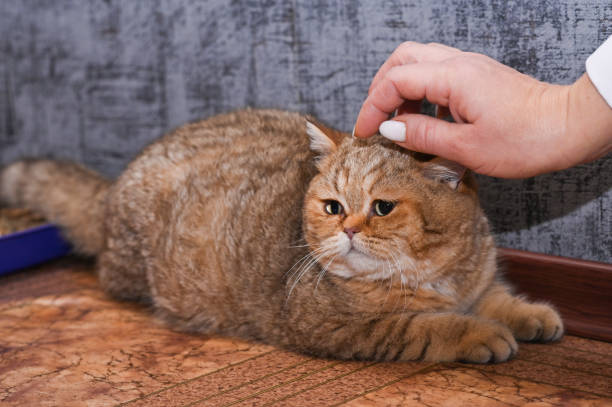 istock a woman strokes a cat's head 2055618465
