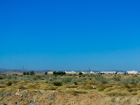 A savanna biome view of the mixed woodland-grassland area with grasses and some trees at noon.