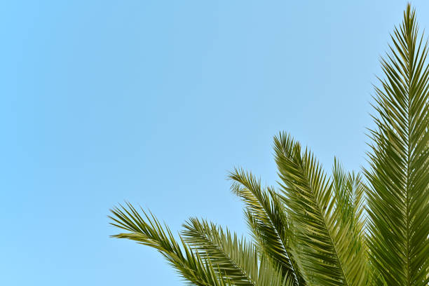 istock The top of a palm tree against a sky 2055623313