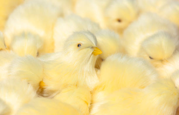 chickens on the farm, close-up.