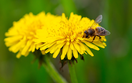 Bee on yellow dandelion flower, macro photo with shallow depth of field.