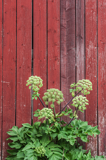 Angelica Archangelica plant against red wooden wall