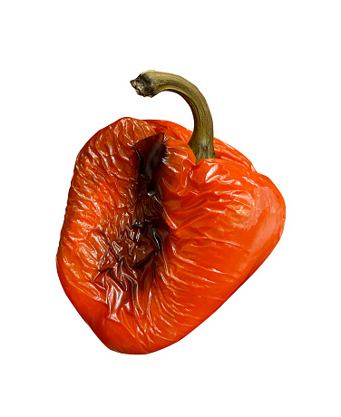 A Single Shriveled Red Pepper Isolated on White. A Vivid Display of the Natural Aging Process of Vegetables