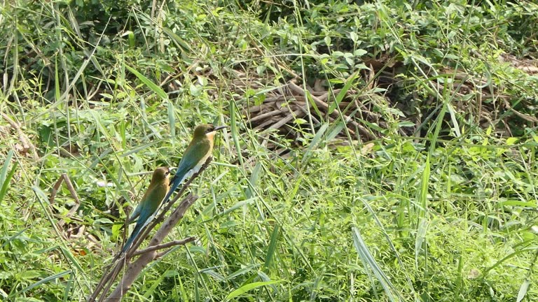 Blue-tailed bee-eater bird perching on branch in wetland.