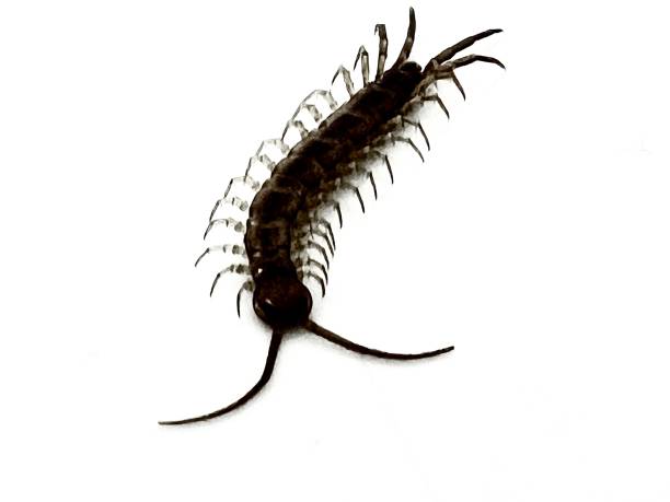 A House Centipede against a brilliant white background