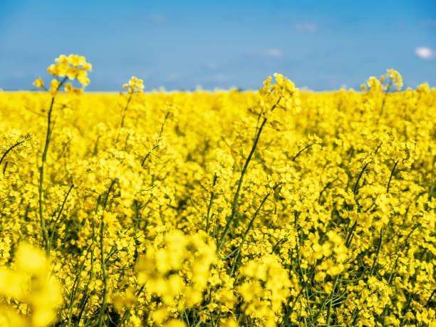 istock Beautiful yellow rapeseed field in blossom 2055648134