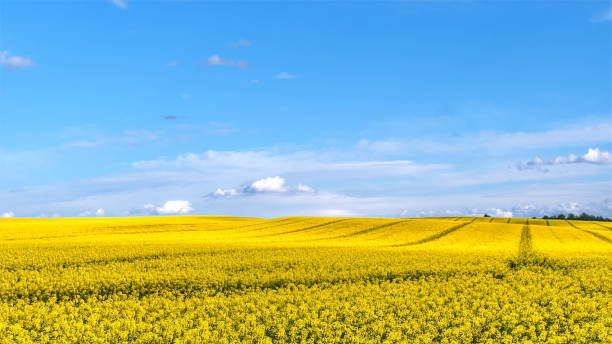 istock Beautiful yellow rapeseed field in blossom 2055648136