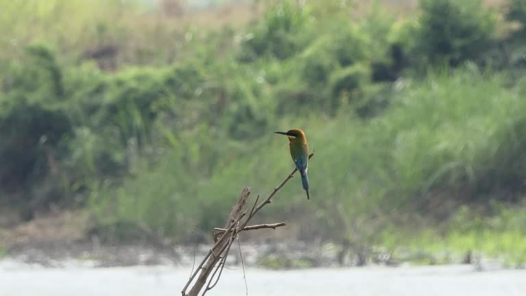 Blue-tailed bee-eater bird perching on branch in wetland.