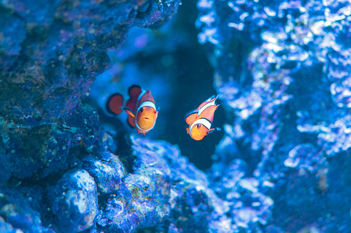 Amphiprion Ocellaris Clownfish or anemone fish in sea aquarium.