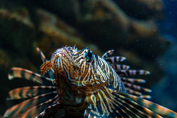 istock Devil firefish close up photo in aquarium. 2055657150