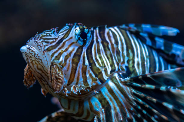 istock Close-up view of Devil firefish or lion fish swimming in aquarium. 2055657152