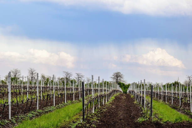 Modern high-tech plantations of vineyards. Early spring, cloudy sky, rain in the distance. Selective focus.