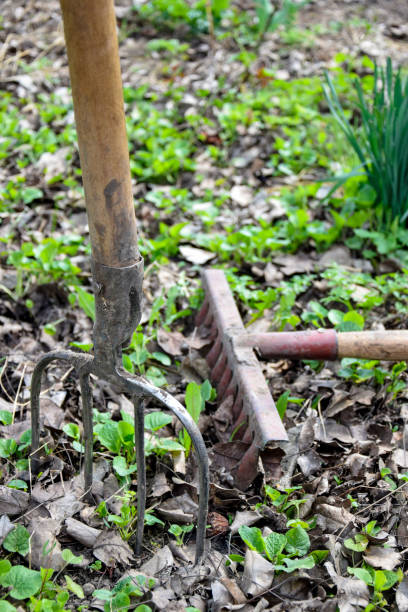 istock Pitchfork stuck in ground. Garden tools. Spring work in the garden. Raking fall leaves with rake. Preparation for cleaning old foliage. 2055661408