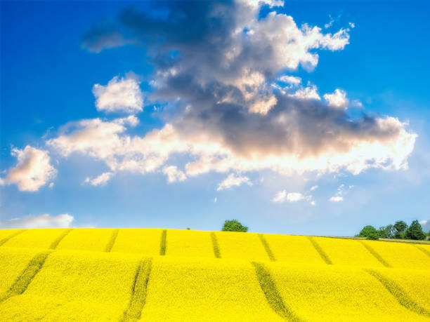 Cultivated field with yellow rapeseed flowers in blossom on a sunny day