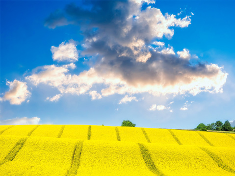 Cultivated field with yellow rapeseed flowers in blossom on a sunny day