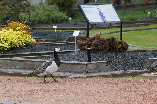 Barnacle goose became very common bird in Finland. It often stays very city sentries where can easlily find food.