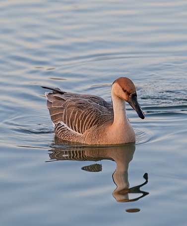 Canada goose  (Branta canadensis) on the north German coast on a windy summer day