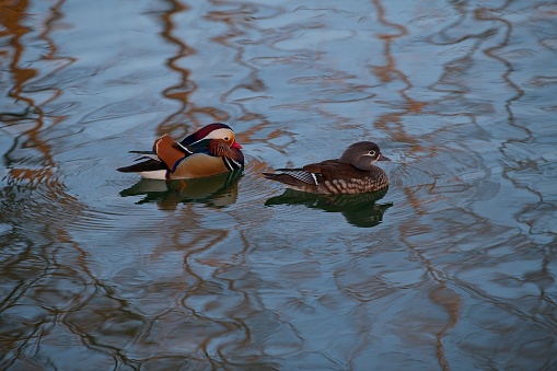 Couple of Mandarin duck during spring when it mating time.