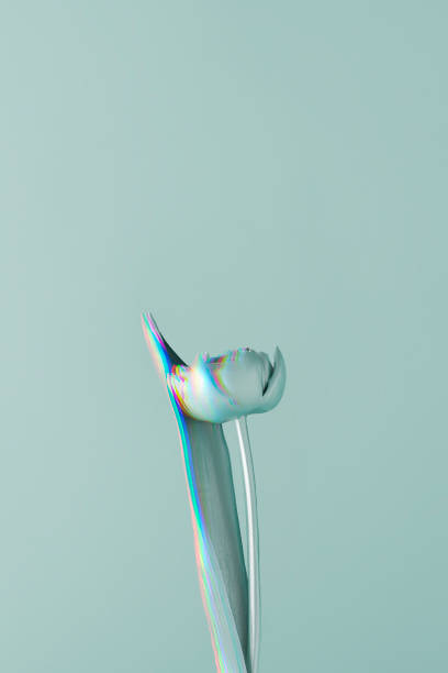 istock Painted in blue paint tulip with glitch effect on blue background with meth for text. 2055688550