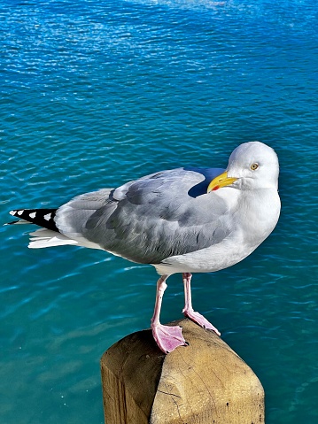 A herring gull perched on a wooden post by the  sea