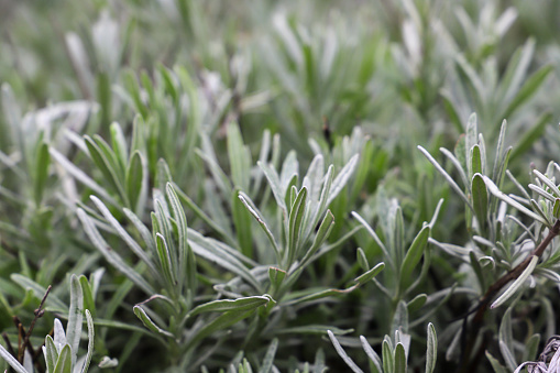 closeup plant of lavender plants. green background