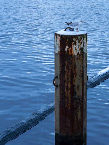 A seagull sits vertically on a support post standing in the water