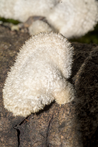 Detail Hericium erinaceus mushroom white fungus with hairs tree trunk vertical