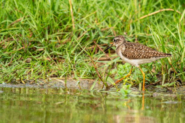 istock Greater Yellowlegs in the lake 2055714458
