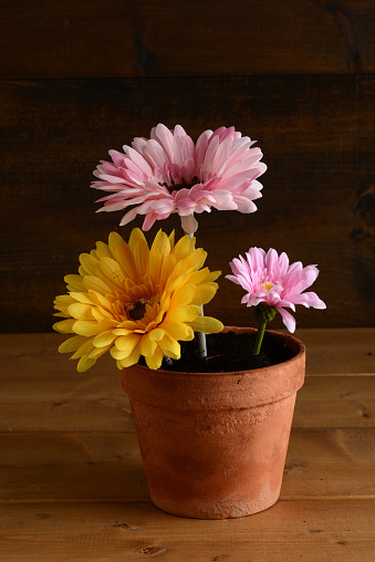 closeup of three daises in a clay pot on a wood table
