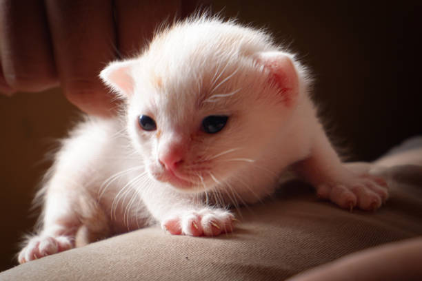 A cute and adorable white baby cat