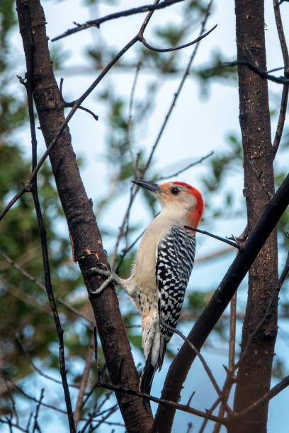 istock Red Bellied wood pecker 2055726971