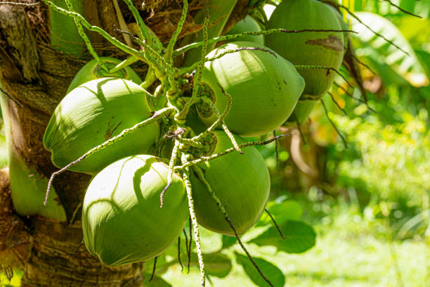 istock Aromatic coconut on the tree,Coconuts on the coconut tree, in the coconut plantation, aromatic coconuts Coconuts with green balls have green leaves. with natural light 2055729593
