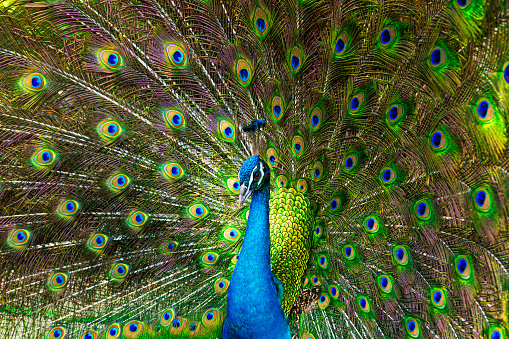 Peacock,Close-up portrait of a male peacock displaying beautiful plumage- Lincoln, Nebraska, United States of America