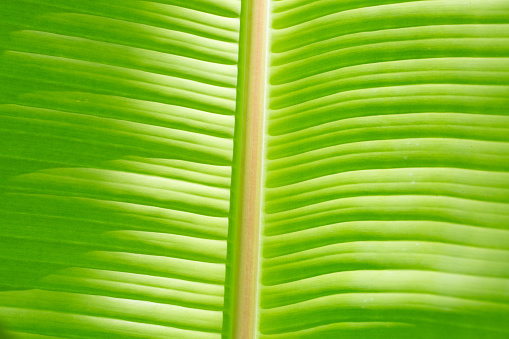 macro banana leaf texture,An up-close detailed view of a green banana leaf, showcasing its natural texture and patterns highlighted by sunlight