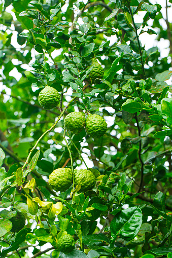 Kaffir lime fruit on the tree,kaffir lime or makrut or bergamot fruit on tree (Citrus hystrix) in outdoor garden, economy plants harvesting production for essential oil and ingredients local food cooking