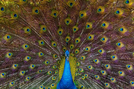 Peacock,Close-up portrait of a male peacock displaying beautiful plumage- Lincoln, Nebraska, United States of America