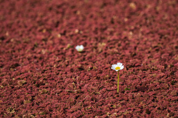 water daisy, red fern - lag zdjęcia i obrazy z banku zdjęć