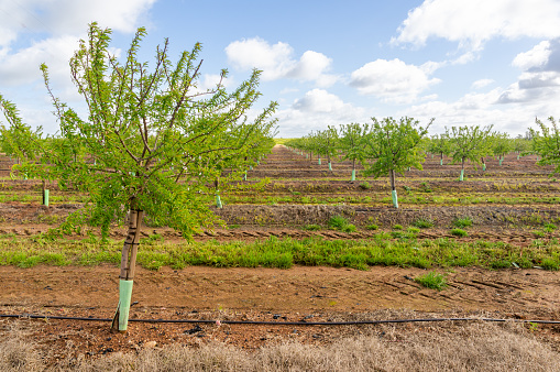 Flowering crop: Growing almond trees with drip irrigation, under blue sky.