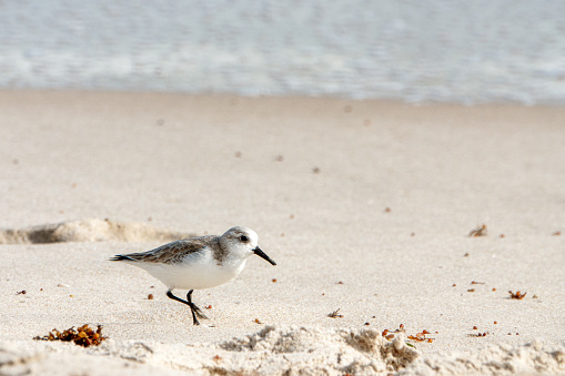 Lone Sanderling along the shore of a central Florida beach.  (non breeding adult)
